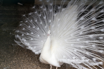 white peacock with a loose tail
