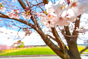 Cherry blossom, or known as sakura blooming during spring in blue sky at Japan.