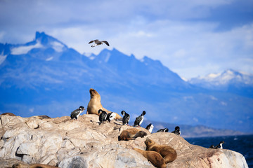 Penguins and Sea Lions inTierra del Fuego Ushuaia Argentina