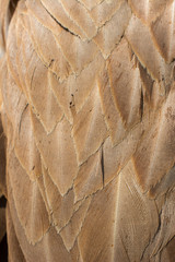 Beautiful bird feathers for decorative aims