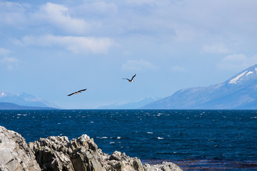Fototapeta na wymiar Flying Brds in Tierra del Fuego Ushuaia 