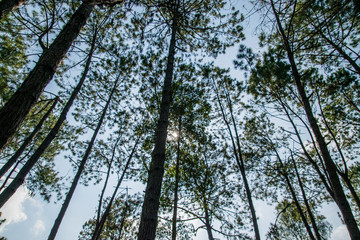 Fototapeta premium Landscape Pine Trees At Thung Salaeng Luang National Park 