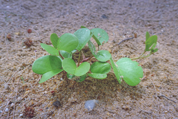 Leaves