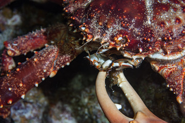 Channel Clinging Crab feeding at night in the Caribbean