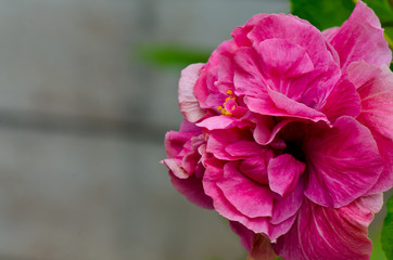 Red hibiscus flower pink