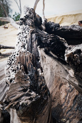 wood 