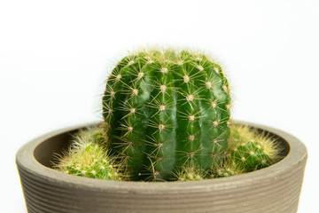 Close up green cactus in clay pot isolated on white background