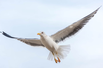 Seagull flying high in the sky
