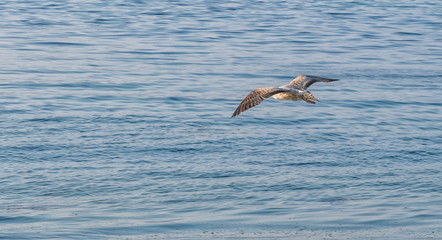 seagull flying over sea