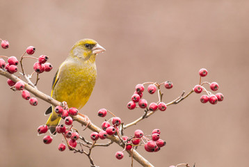 Greenfinch sitting on stick and eat berries