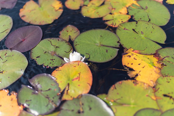 white flower among lilly pads