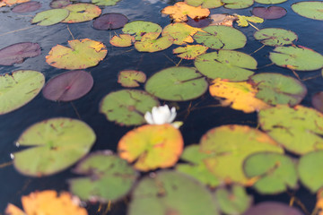white flower int he middle of lilly pads
