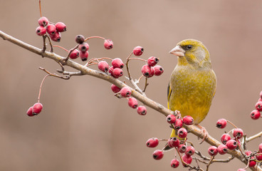 Greenfinch sitting on stick and eat berries