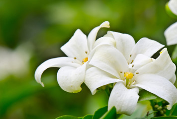 Natural white flowers