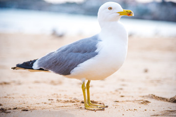 The seagull on the beach in Cascais, Portugal