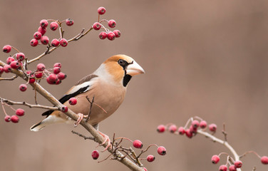 Hawfinch bird sit on stick and eat berries