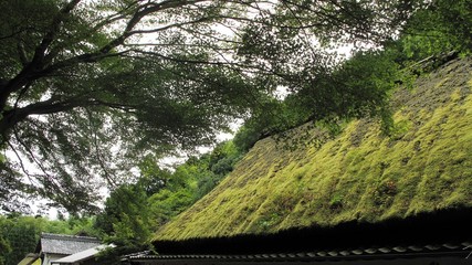 Fototapeta premium Japanese traditional straw roof full of green moss and a shade from big tree around.