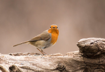 Robin bird sitting on branch