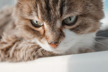 Charming white red cat lying on the windowsill and looking through the window