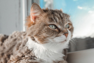 Charming white red cat lying on the windowsill and looking through the window