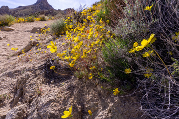 Yellow Poppies Blossom in the Mountains