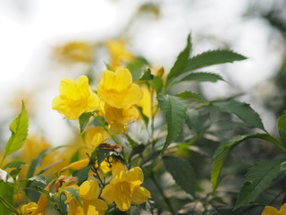 yellow flower blur nature background space for write