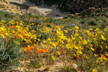 Yellow Poppies Blossom in the Mountains