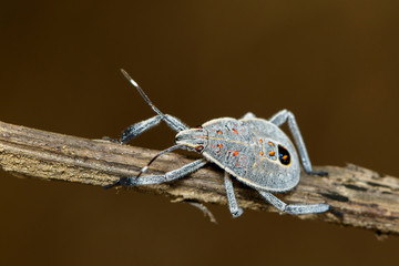 Image of Hemiptera bug on a brown branch. Insect. Animal