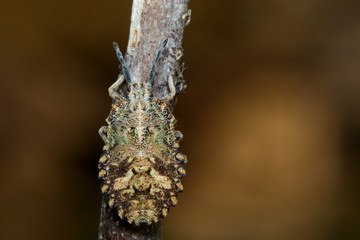 Image of Bug (Hemiptera) on dry branches. Insect. Animal