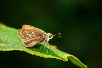 Image of bevan's swift dragonfly (Borbo bevani Moore) on nature background. Insect. Animal.