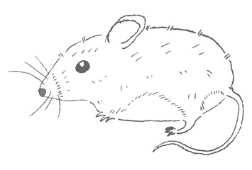 カヤネズミ線画　ベクター