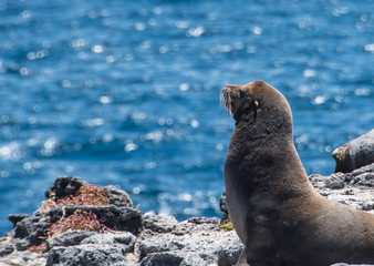 Obraz premium Galapagos Sea Lions