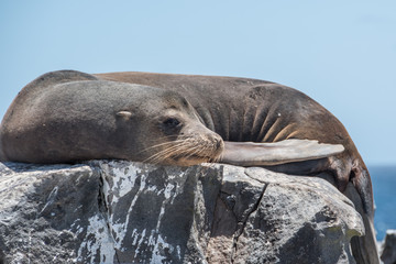 Galapagos Seal
