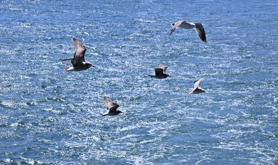 바다 물위를 날으는 갈매기