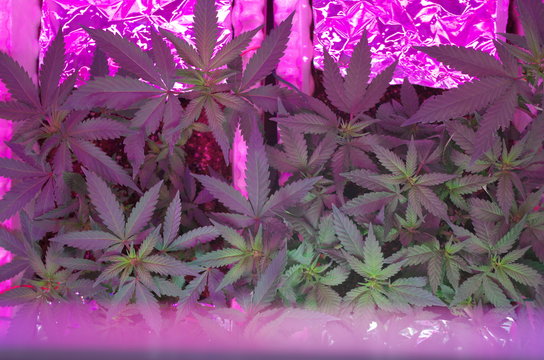 Female cannabis plants in the vegetative and pre-flowering life stage sit under LED and CFL grow lights in a home cultivation space retrofitted for medicinal marijuana in a potted organic soil medium.