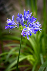 Blue Agapanthus africanus or African lily flower with a green garden foliage blurred background. - Image