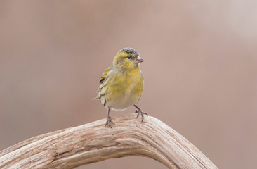 Fototapeta premium Siskin bird perch on stick