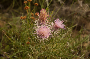 thistle flowers