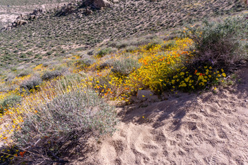 Wild yellow poppies blossoming in a Mountain Canyon
