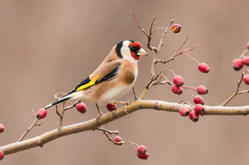 Goldfinch sitting on stick