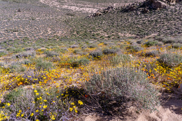 Wild yellow poppies blossoming in a Mountain Canyon