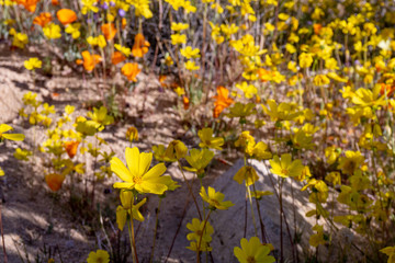 Wild yellow poppies blossoming in a garden