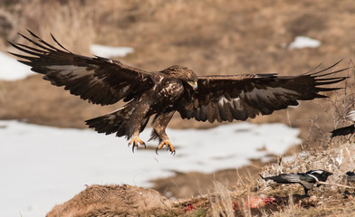 Golden eagle in winter