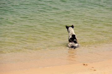 Dog soaked in water for cool off