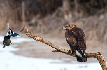 Golden eagle in winter