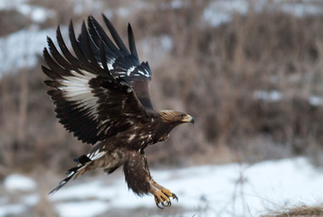 Golden eagle in winter