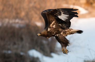 Golden eagle in winter