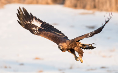 Golden eagle in winter