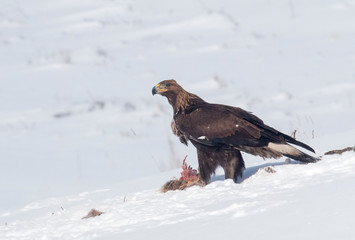 Golden eagle in winter