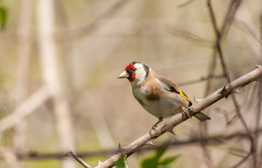Fototapeta premium Goldfinch sitting on stick